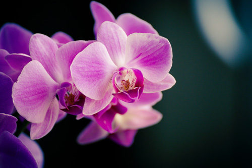 Blumensorte Orchideen