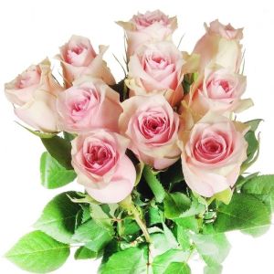 Pink, lila, rosa Rosen